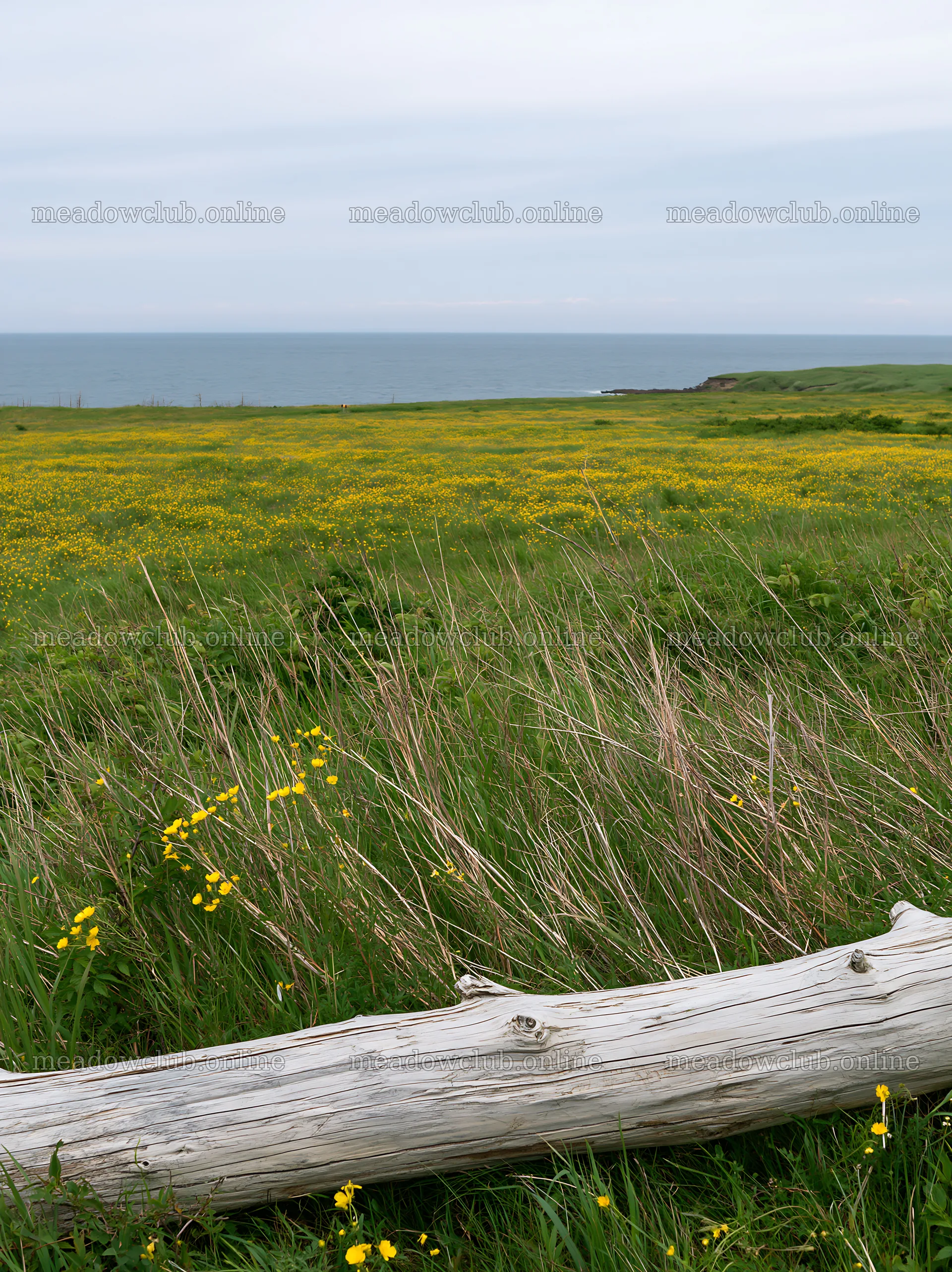 Chiba coastal climate meadow with driftwood at the foreground – meadow photos 6866x9174