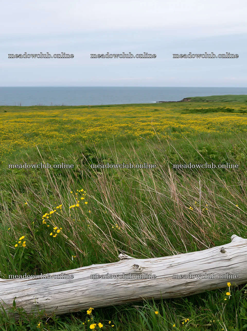 Chiba coastal climate meadow with driftwood at the foreground – meadow photos 6866x9174