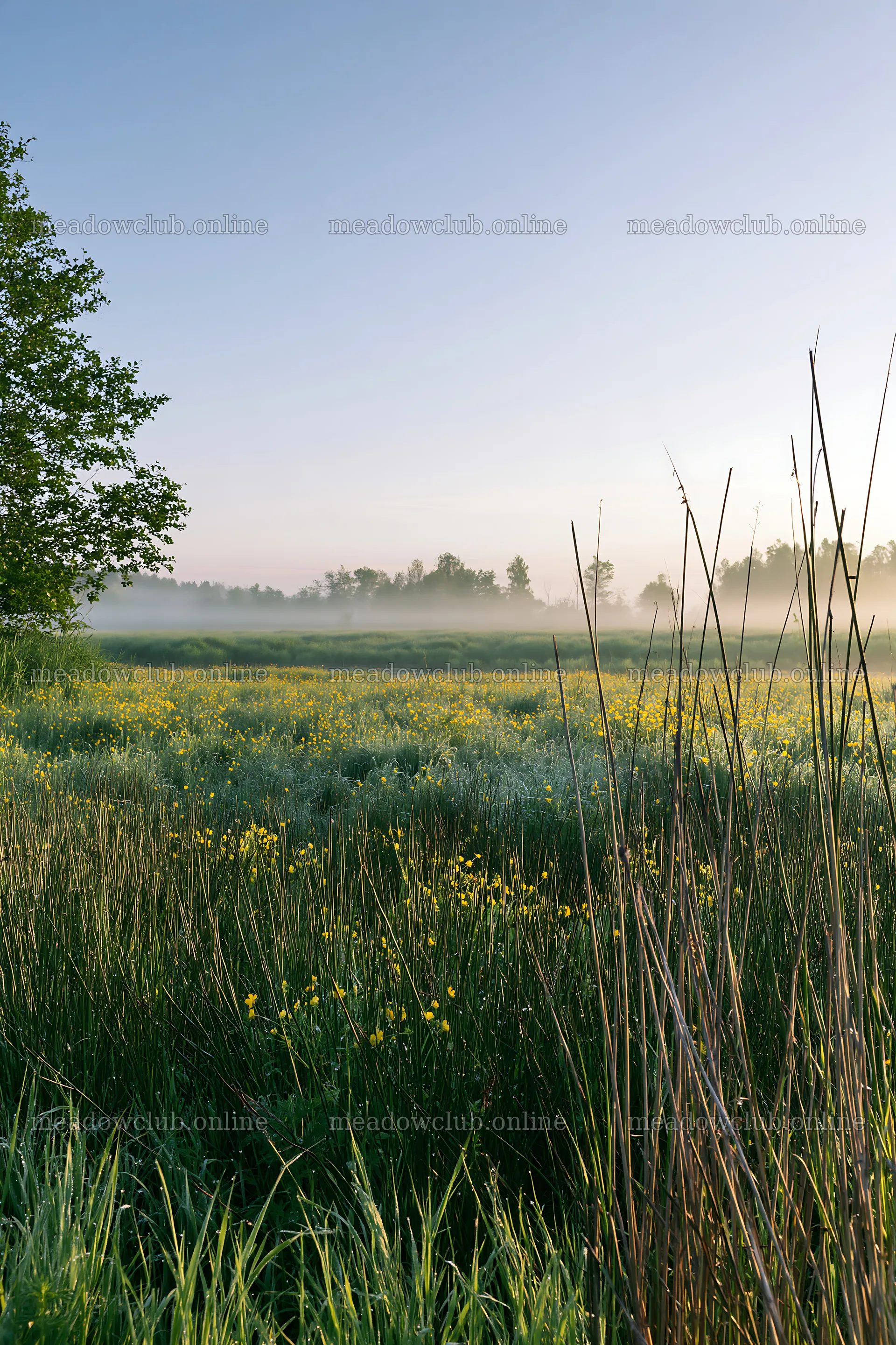 Saga floodplain meadow with reeds and wildflowers at dawn – meadow photos 6480x9722