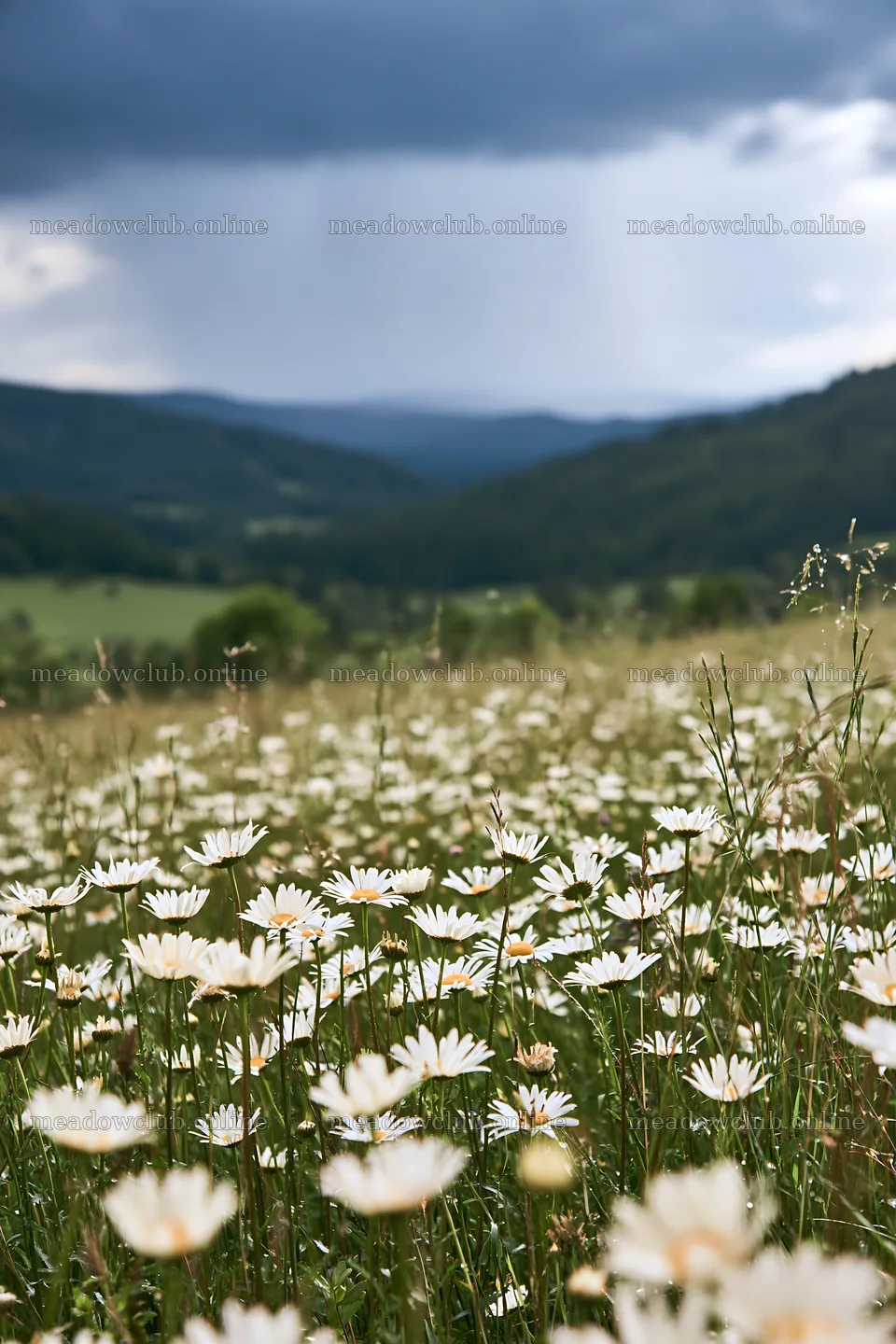 Rainy valley meadow with flowers in the foreground – meadow photos 6480x9722