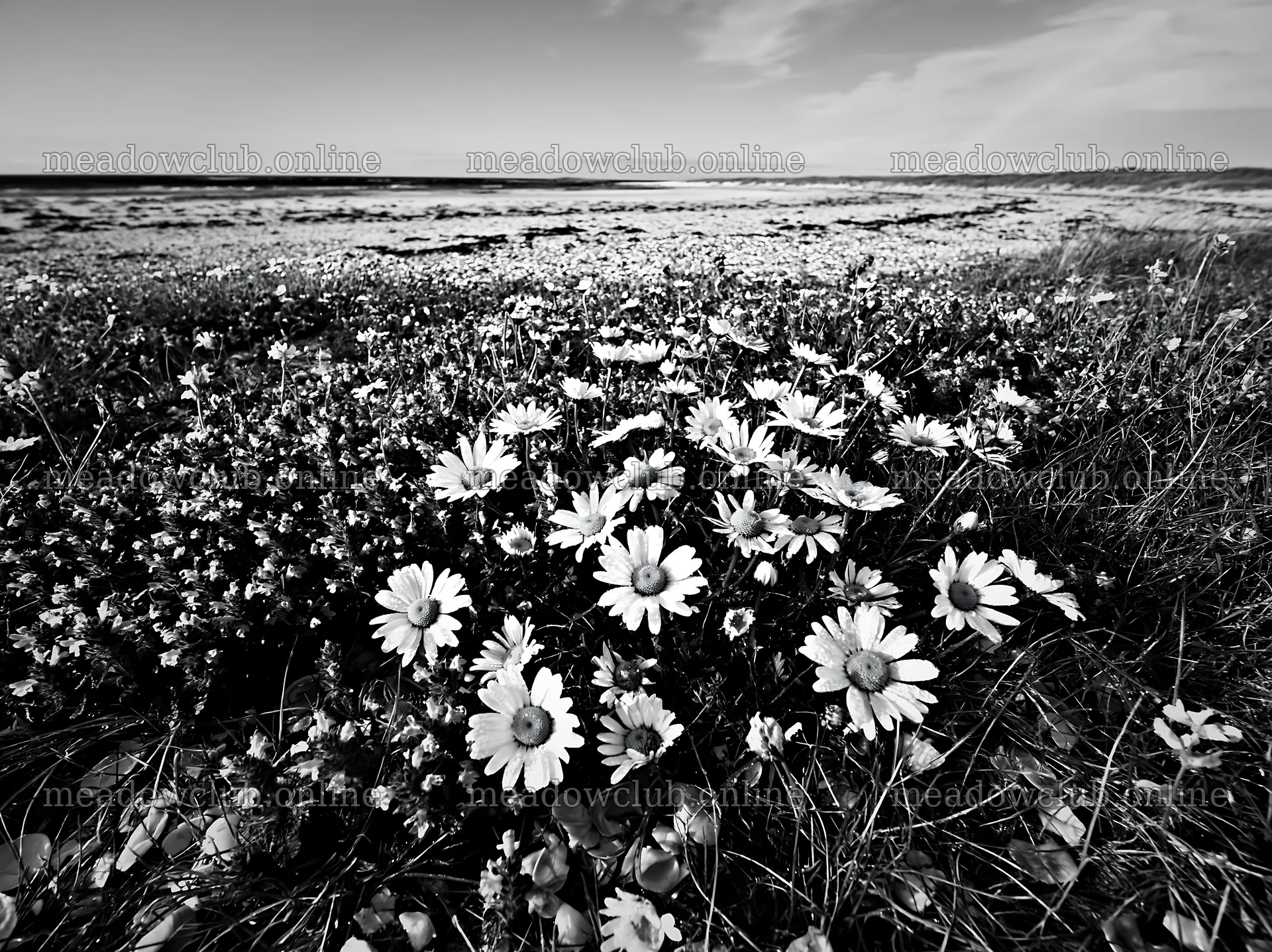 Flowers in machair beach meadow with ocean view – meadow photos 9174x6866