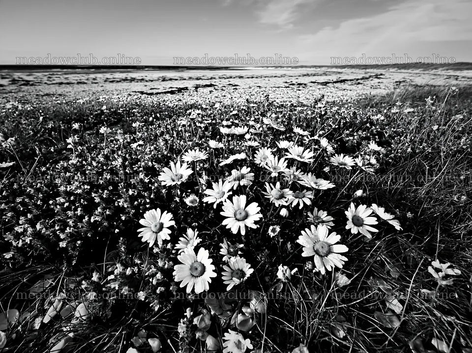 Flowers in machair beach meadow with ocean view – meadow photos 9174x6866
