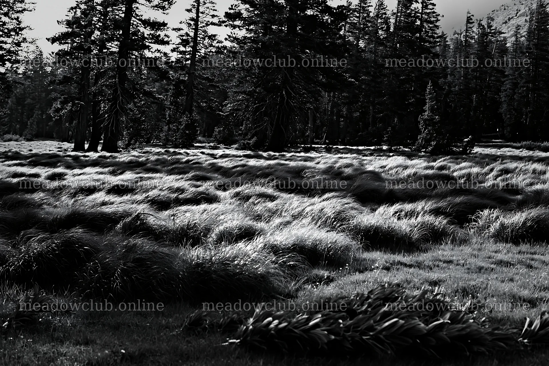 Pine forest meadow with tall grass under soft light – meadow photos 9722x6480