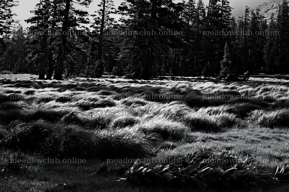 Pine forest meadow with tall grass under soft light – meadow photos 9722x6480
