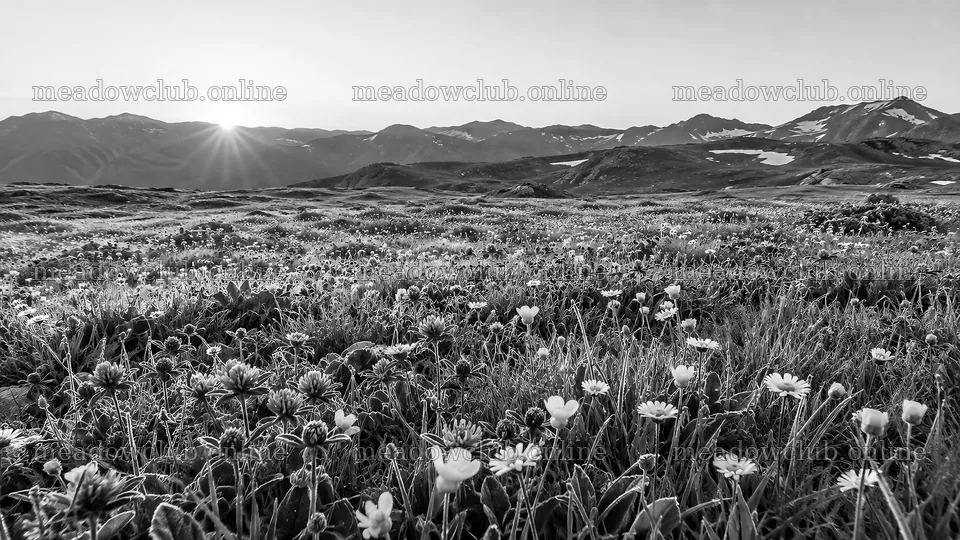 Low Sun Over a Monochrome Mountain Meadow – meadow photos 10324x5812