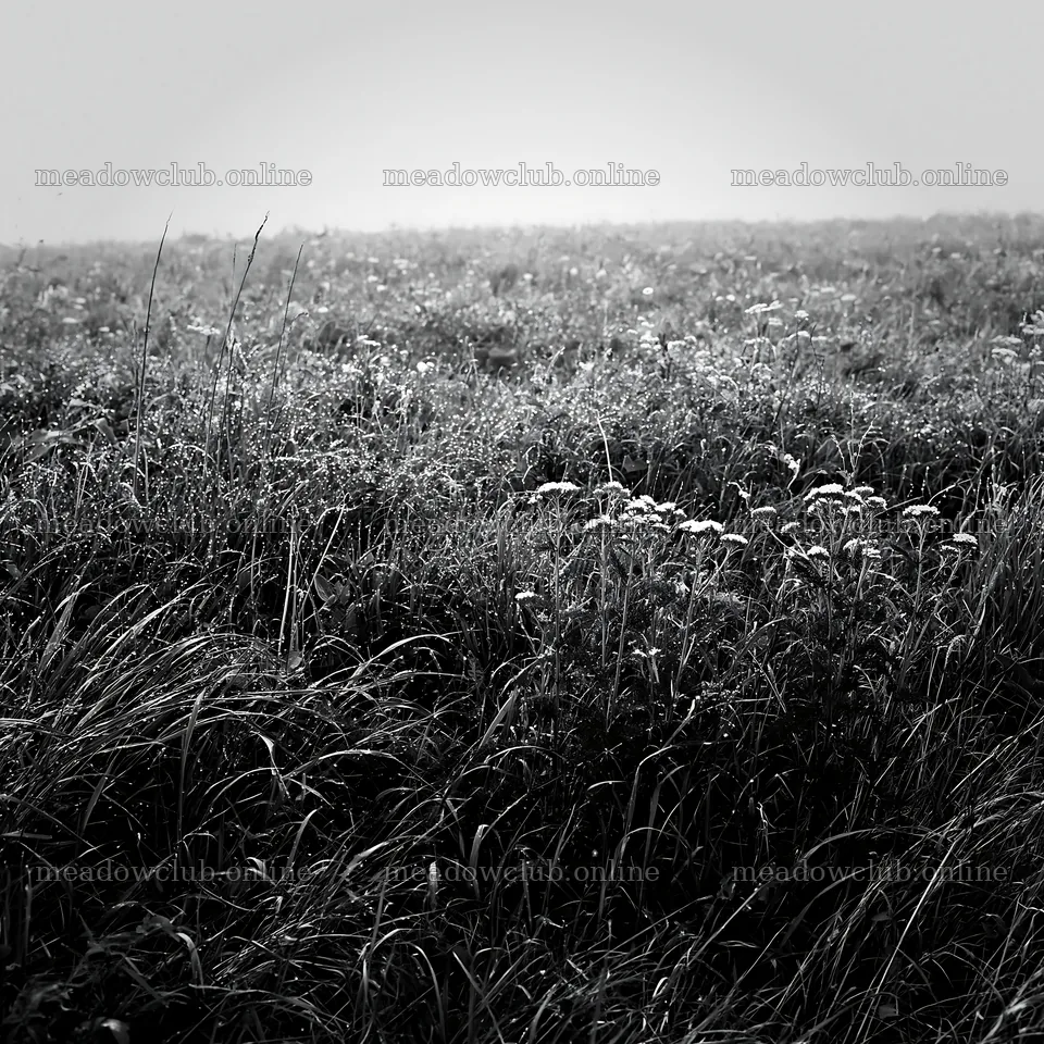 Expansive Hokkaido restoration meadow with dewdrops – meadow photos 7938x7938