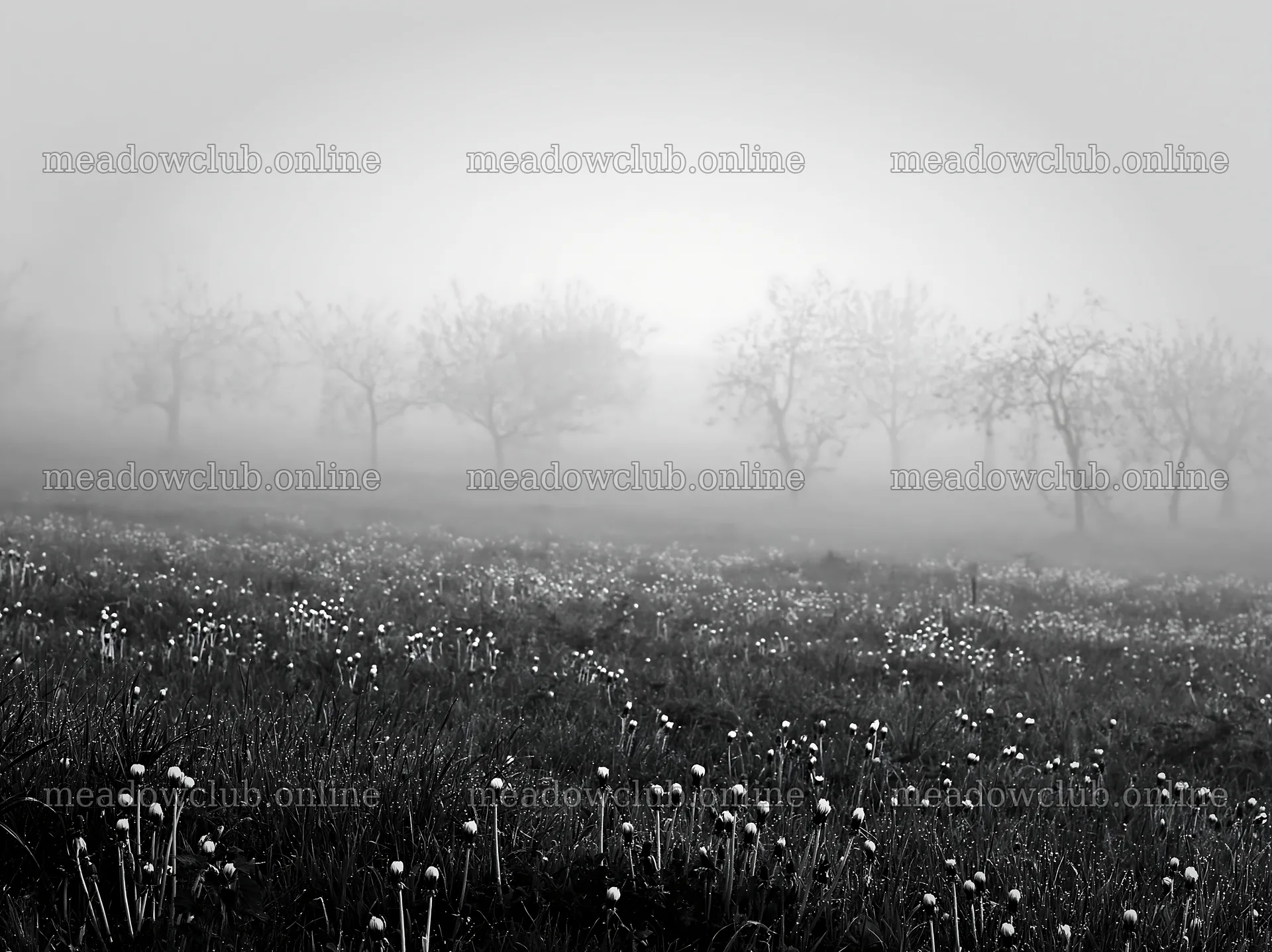 Dandelion orchard meadow with fog and blooming flowers – meadow photos 9174x6866