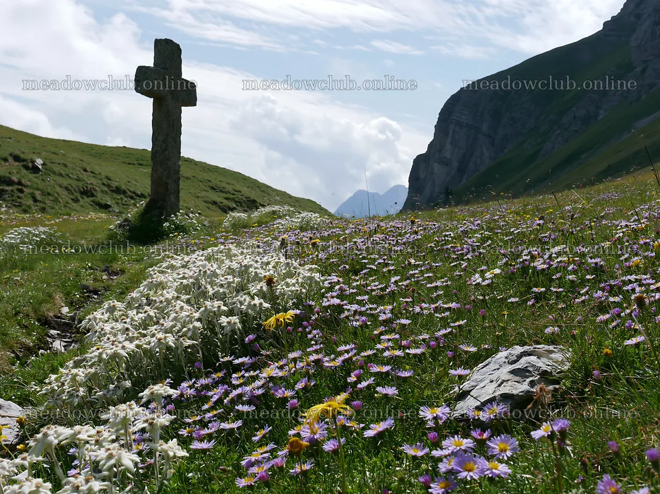 Christian cross in alpine meadow with wildflowers – meadow photos 9174x6866