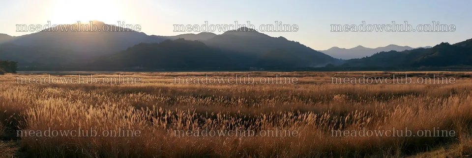 Aichi restored meadow autumn seedheads foreground – meadow photos 13690x4602
