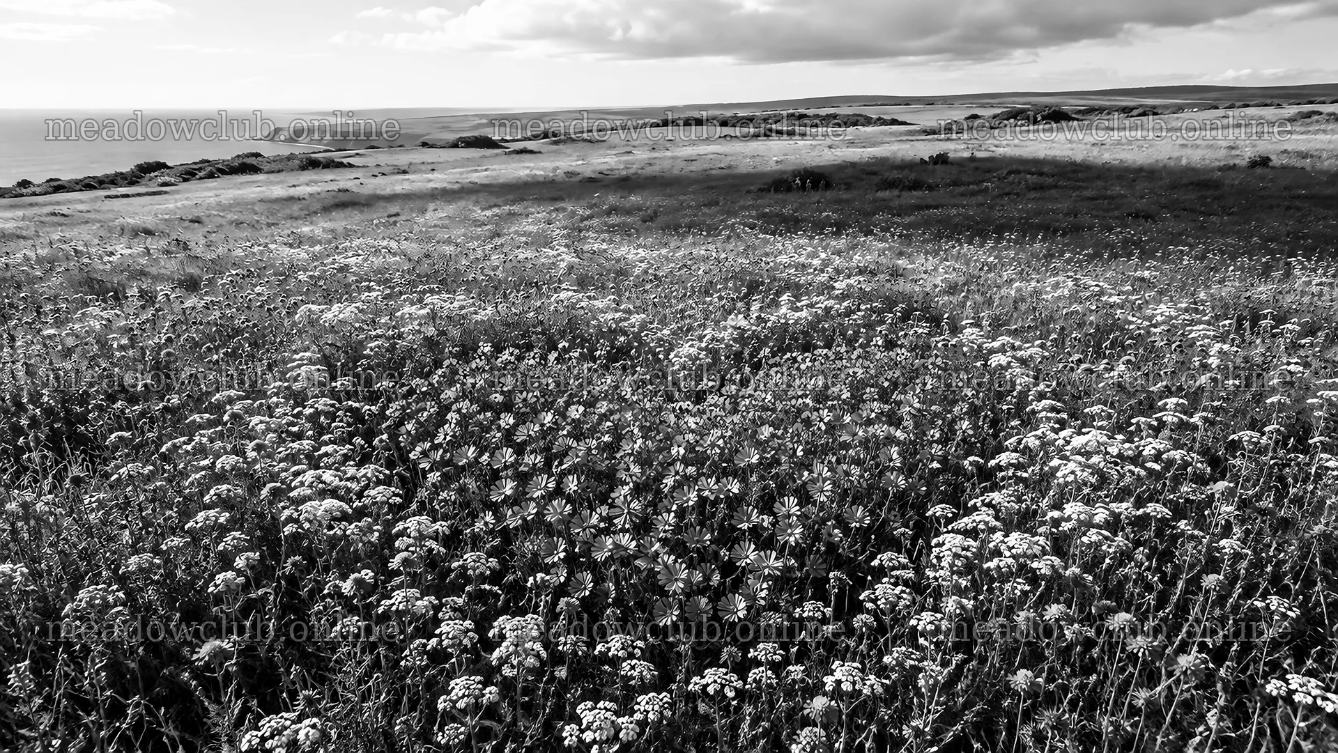 Heart-Shaped Wildflower Cluster by the Coast – meadow photos 10324x5812