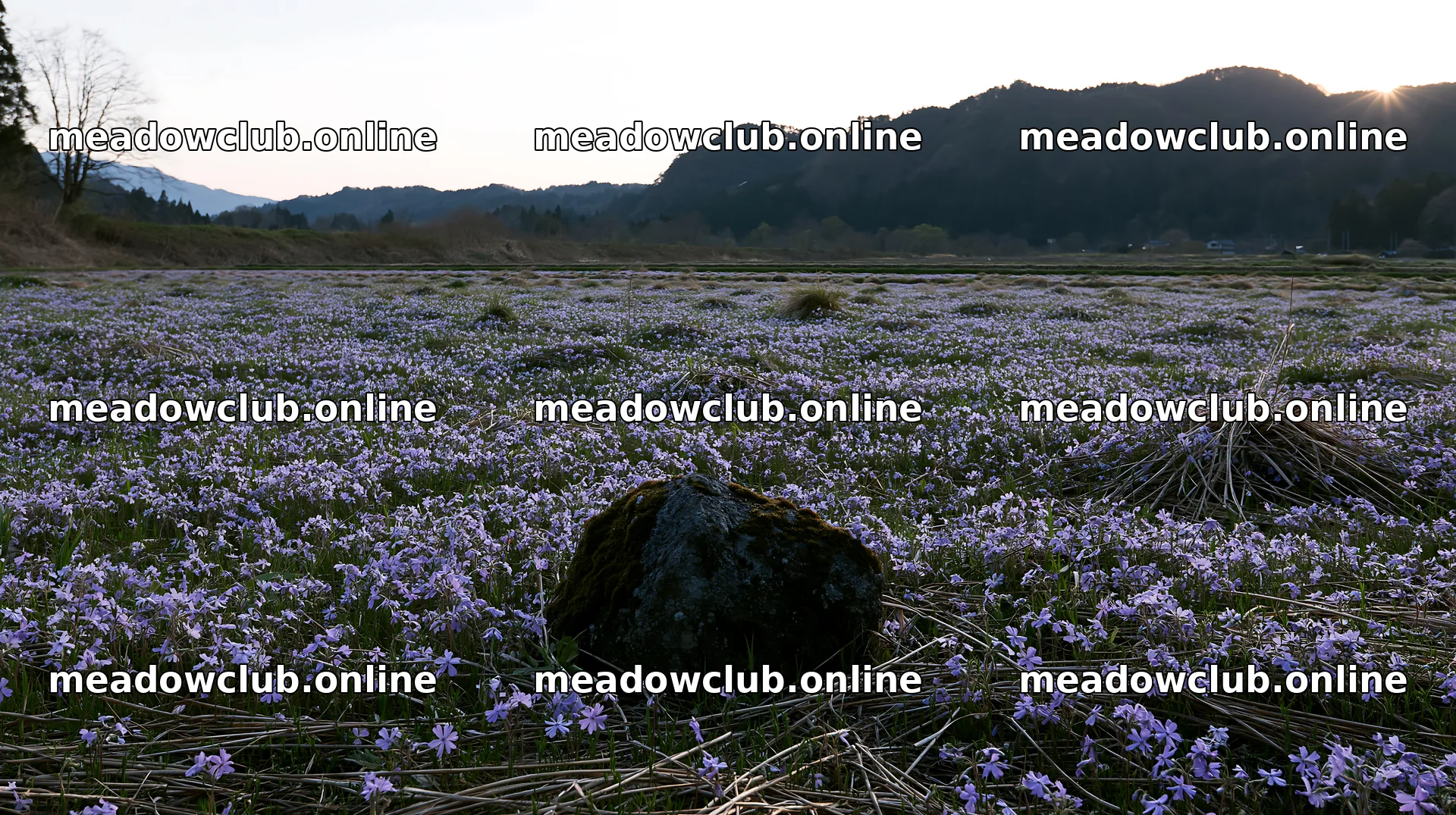 Miyagi spring recovery meadow mossy stone with flowers – meadow photos 10608x5938