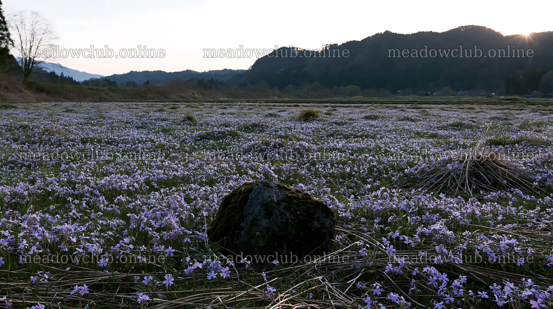 Miyagi spring recovery meadow mossy stone with flowers – meadow photos 10608x5938