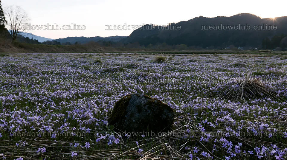 Miyagi spring recovery meadow mossy stone with flowers – meadow photos 10608x5938