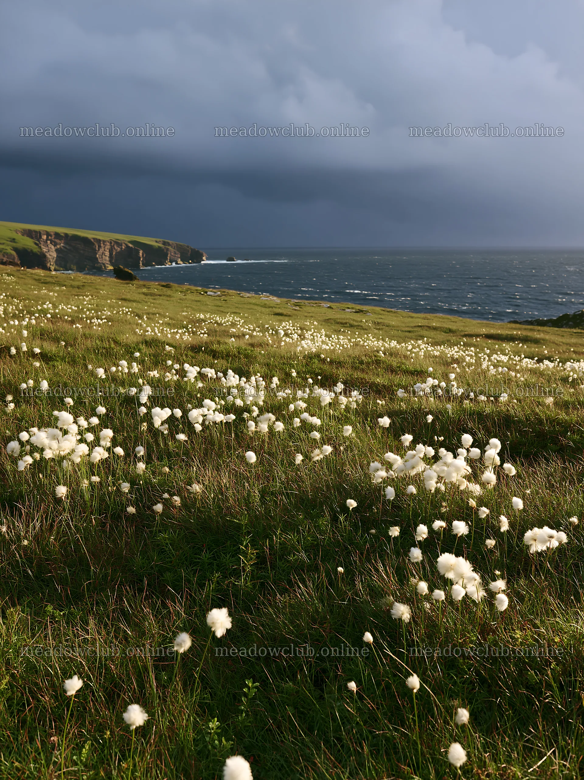 Cottongrass meadow glow under dark skies by the sea – meadow photos 6866x9174