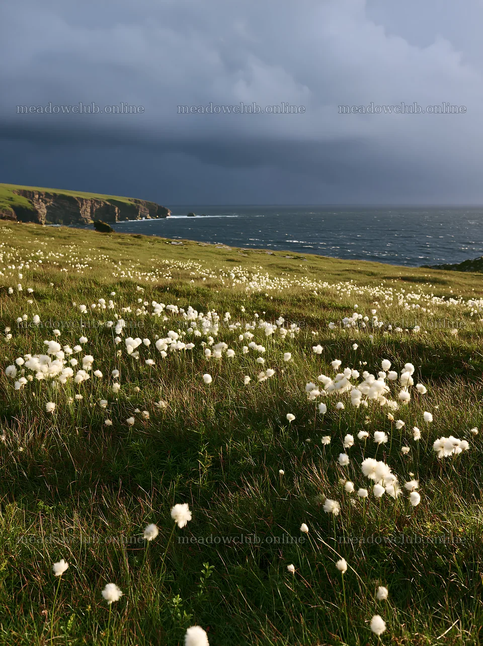 Cottongrass meadow glow under dark skies by the sea – meadow photos 6866x9174
