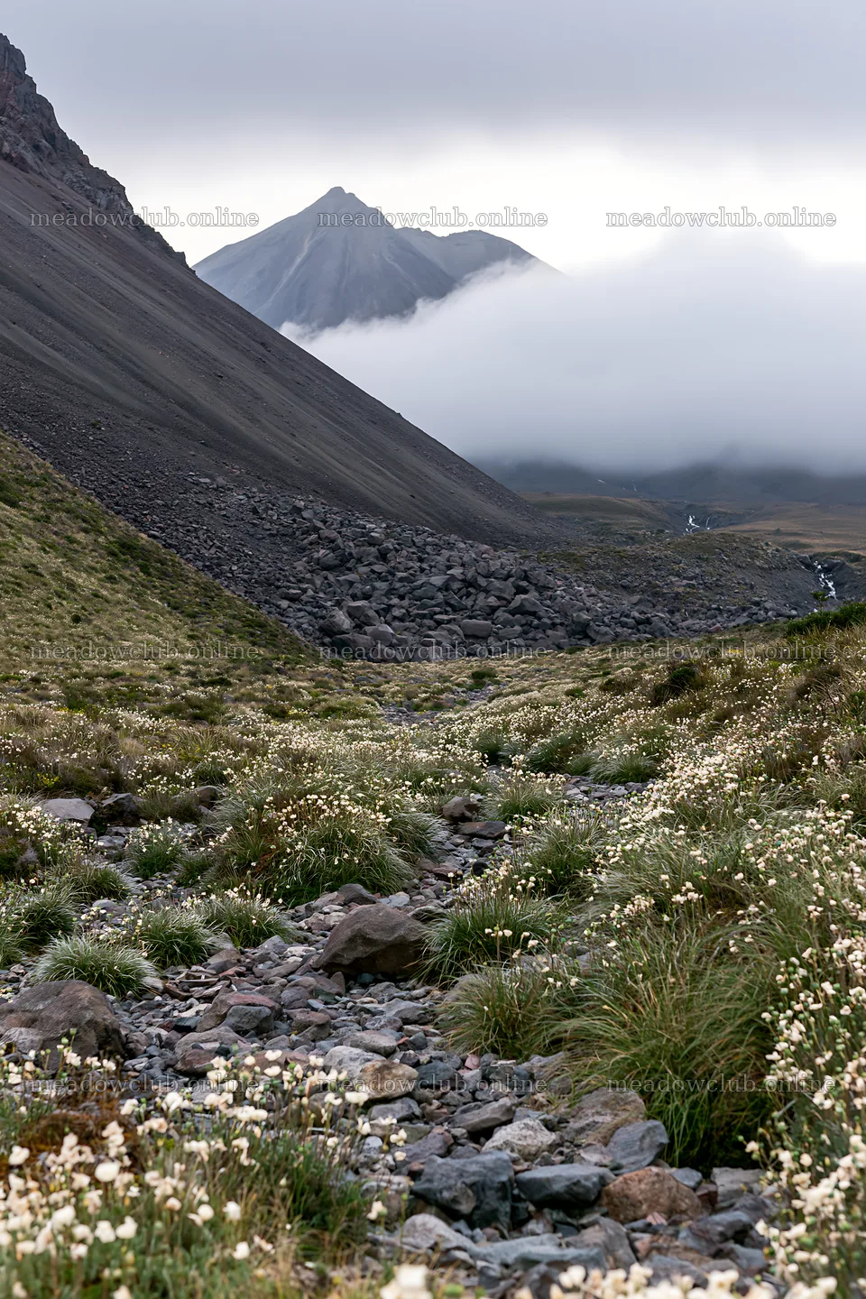 Poppy flax meadow with mountains and clouds in the background – meadow photos 6480x9722