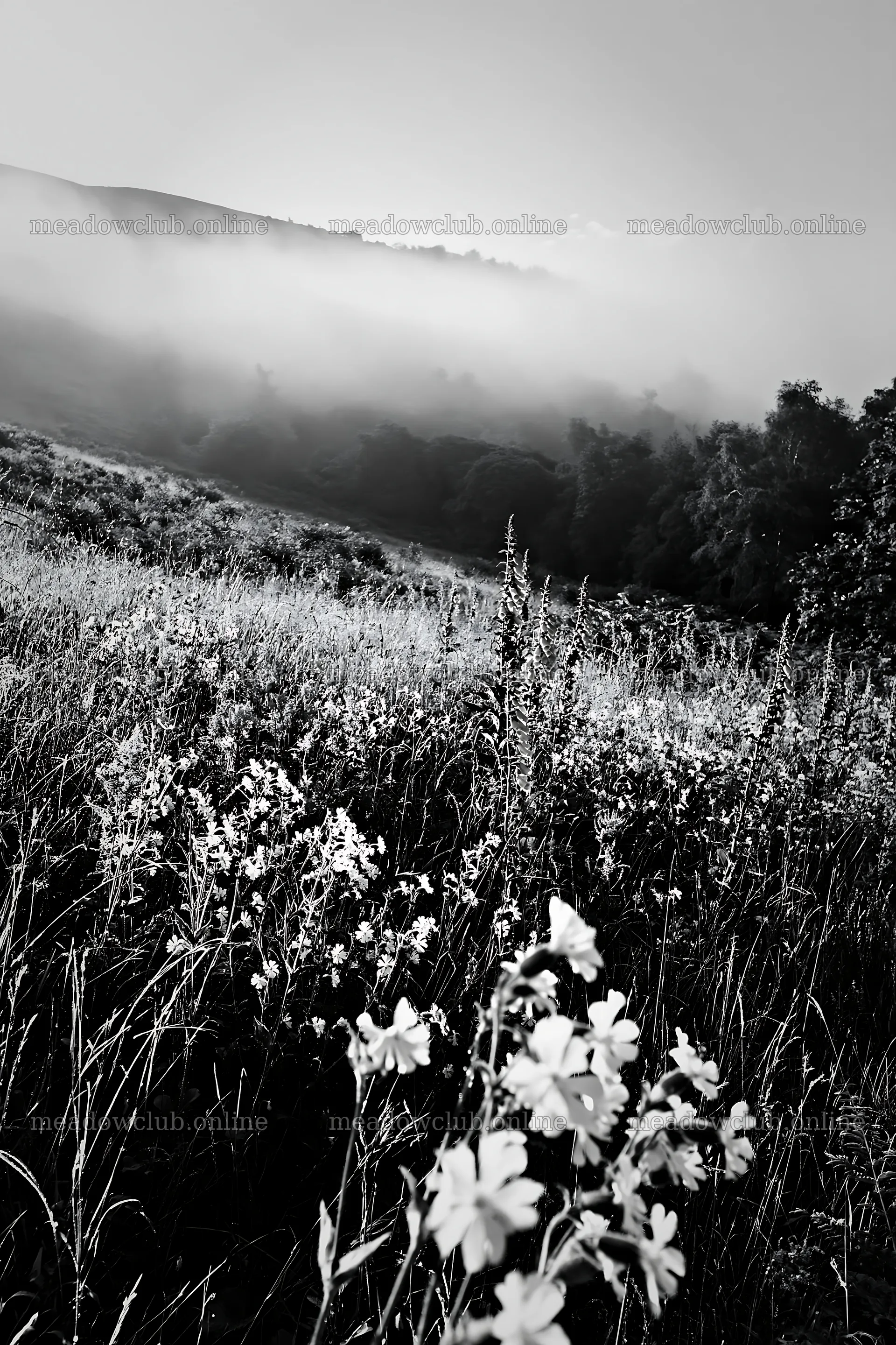 Meadow with campion and wildflowers in morning light – meadow photos 6480x9722