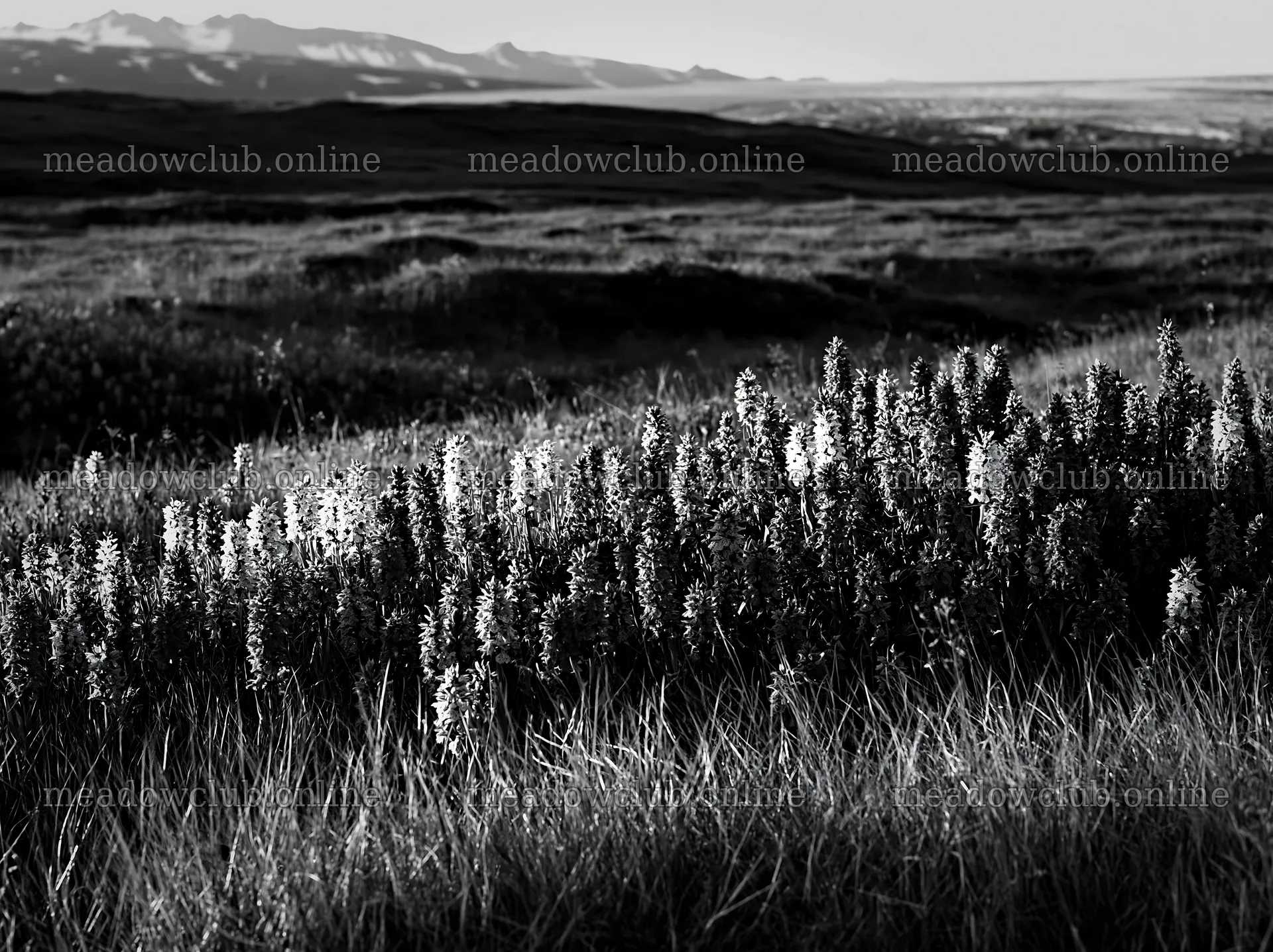 Colorful orchid meadow in natural light with distant mountains – meadow photos 9174x6866
