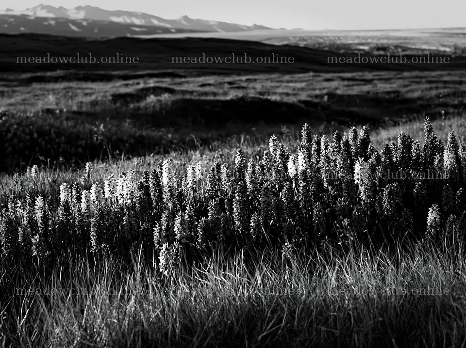 Colorful orchid meadow in natural light with distant mountains – meadow photos 9174x6866