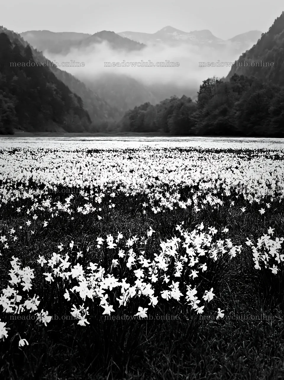French meadow with flowers below Pyrenees mountains – meadow photos 6866x9174