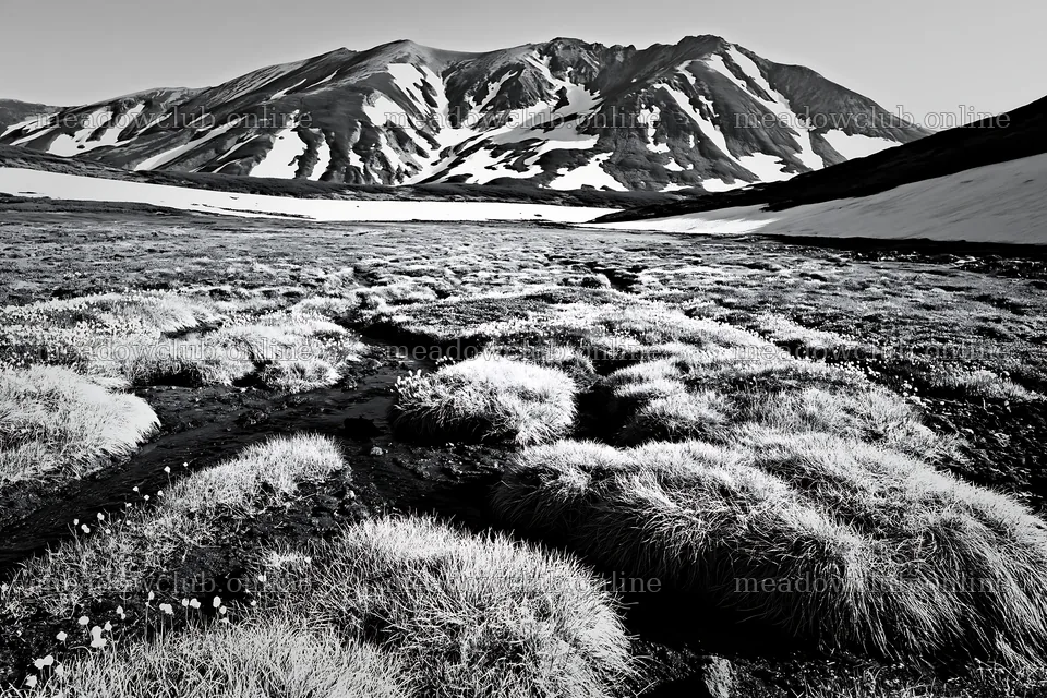 Akita meadow with snowmelt and silver grasses – meadow photos 9722x6480