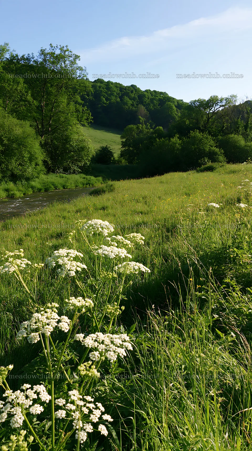 Sunny herb meadow beside stream with white flowers – meadow photos 5938x10608