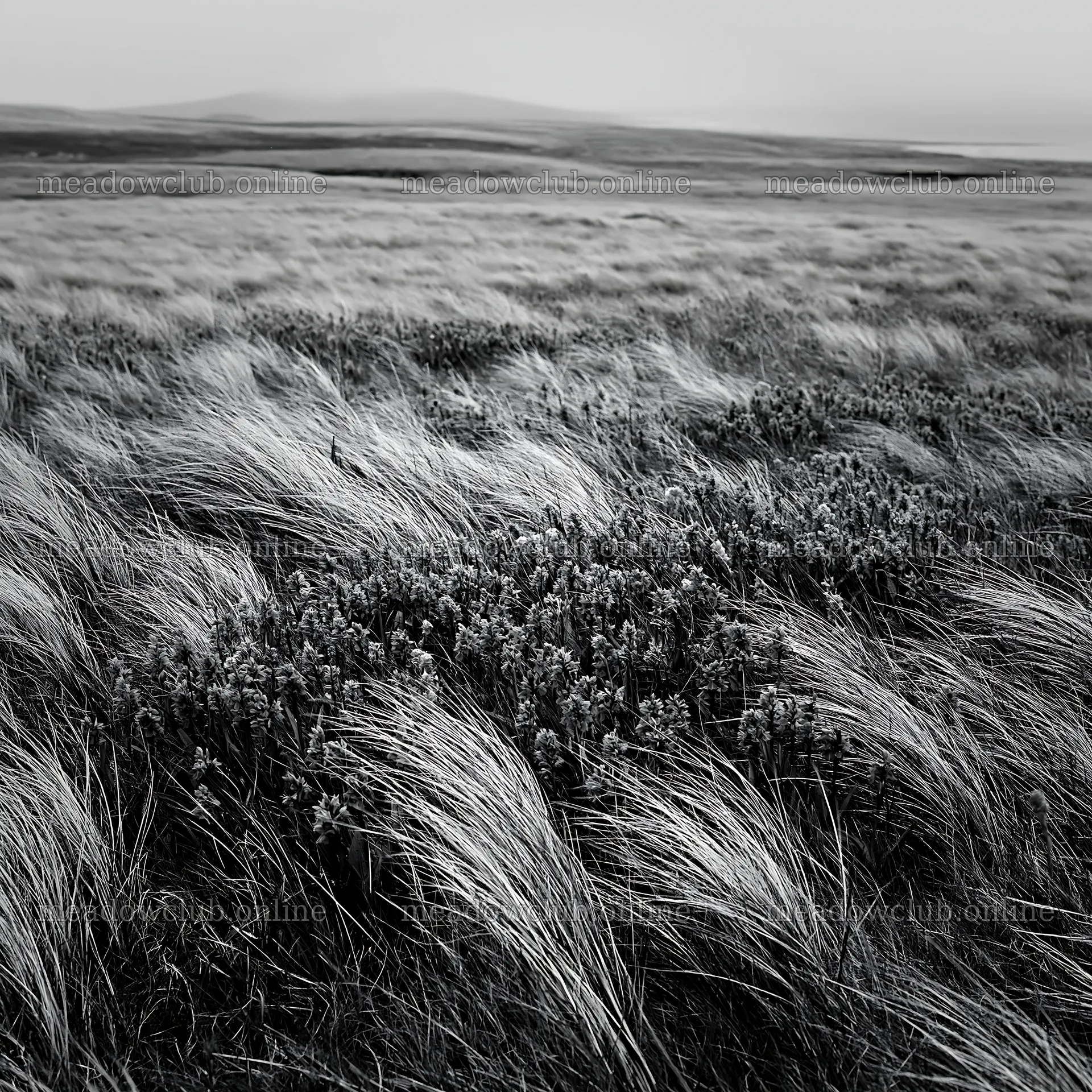 Wild orchid meadow in black and white open landscape – meadow photos 7938x7938