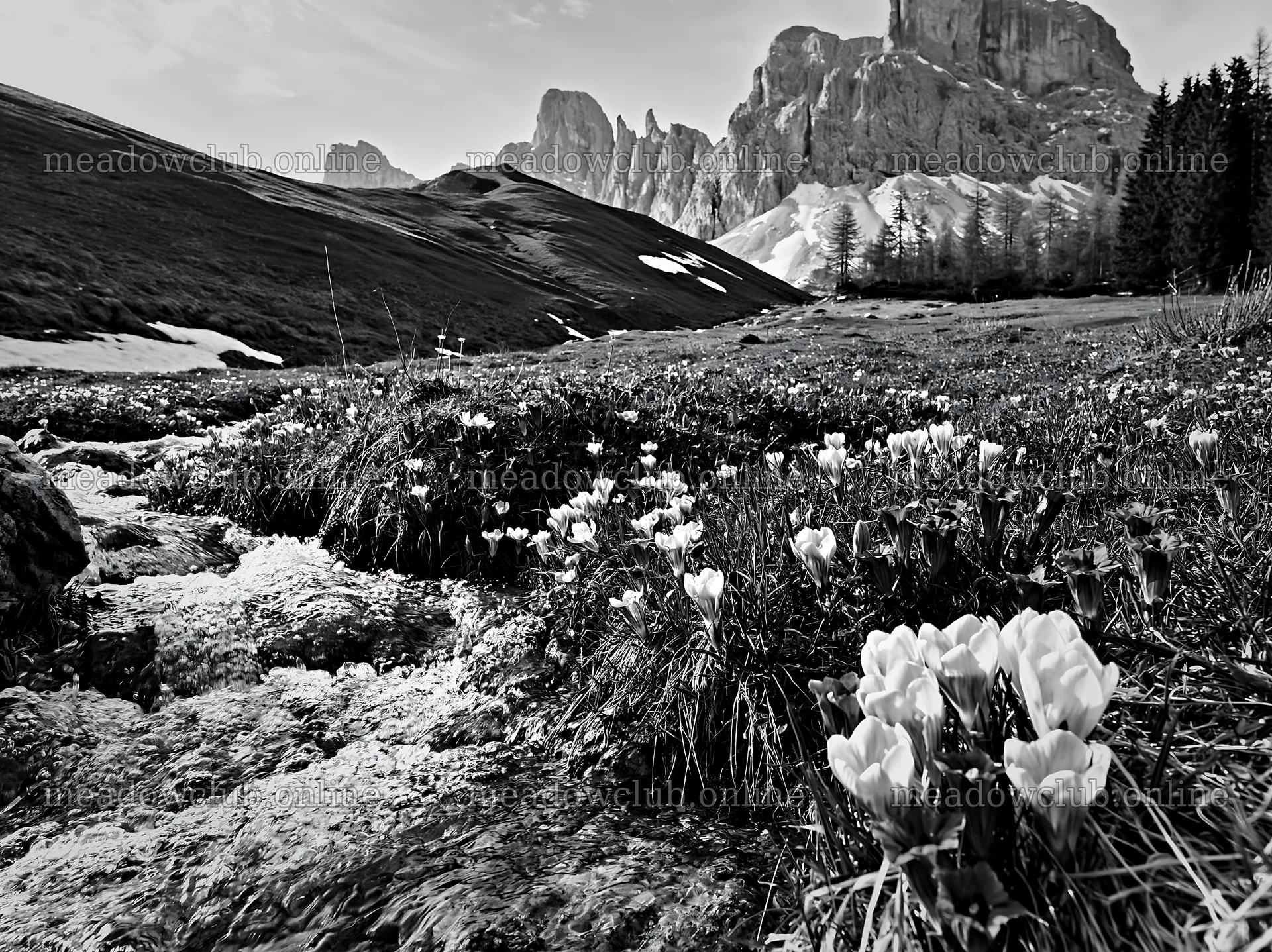 Spring meadow with flowers near mountains and stream – meadow photos 9174x6866
