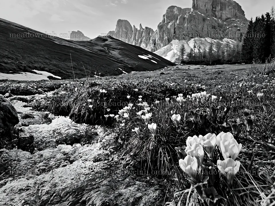 Spring meadow with flowers near mountains and stream – meadow photos 9174x6866