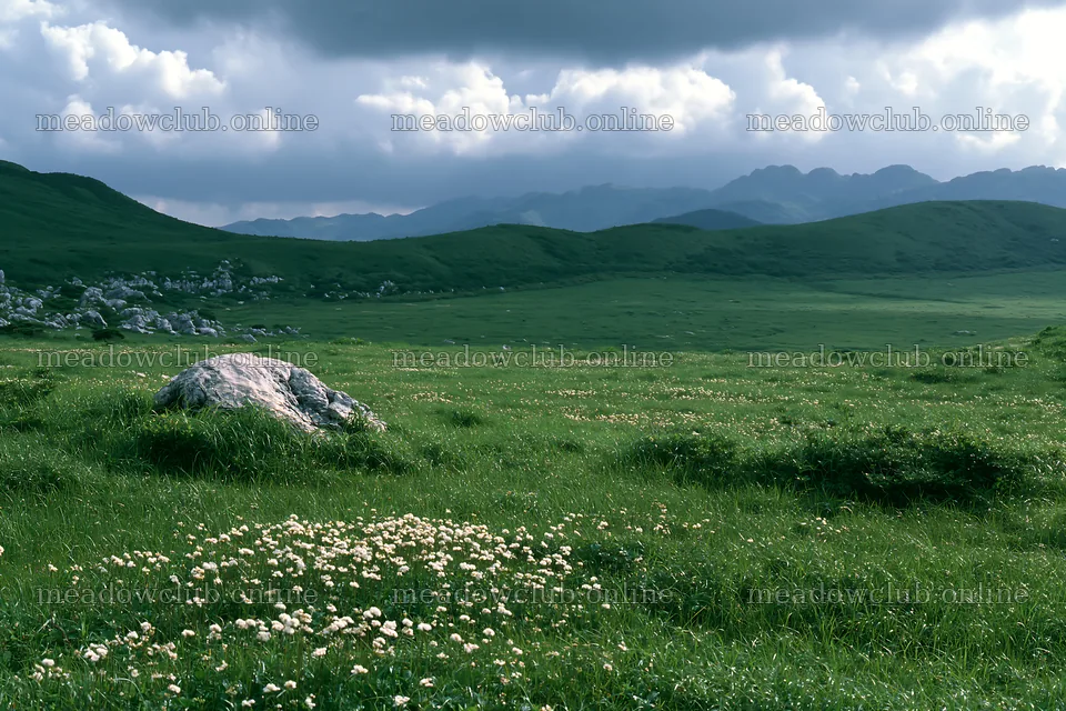 Vast Yamaguchi limestone meadow with pale boulder and flowers – meadow photos 9722x6480