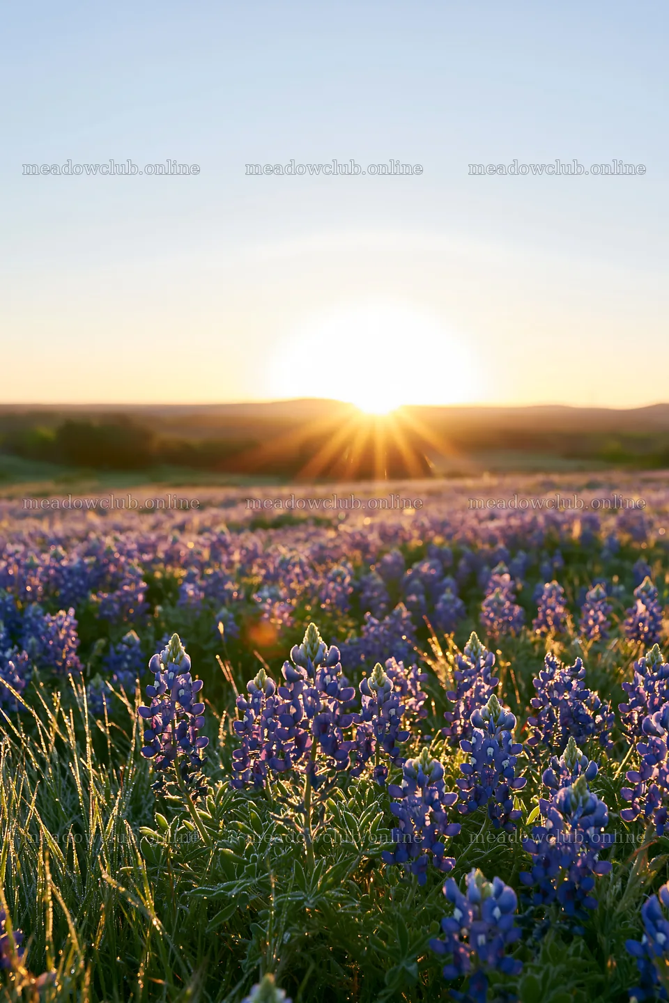 Bluebonnet meadow sunrise with sunlight breaking the horizon – meadow photos 6480x9722
