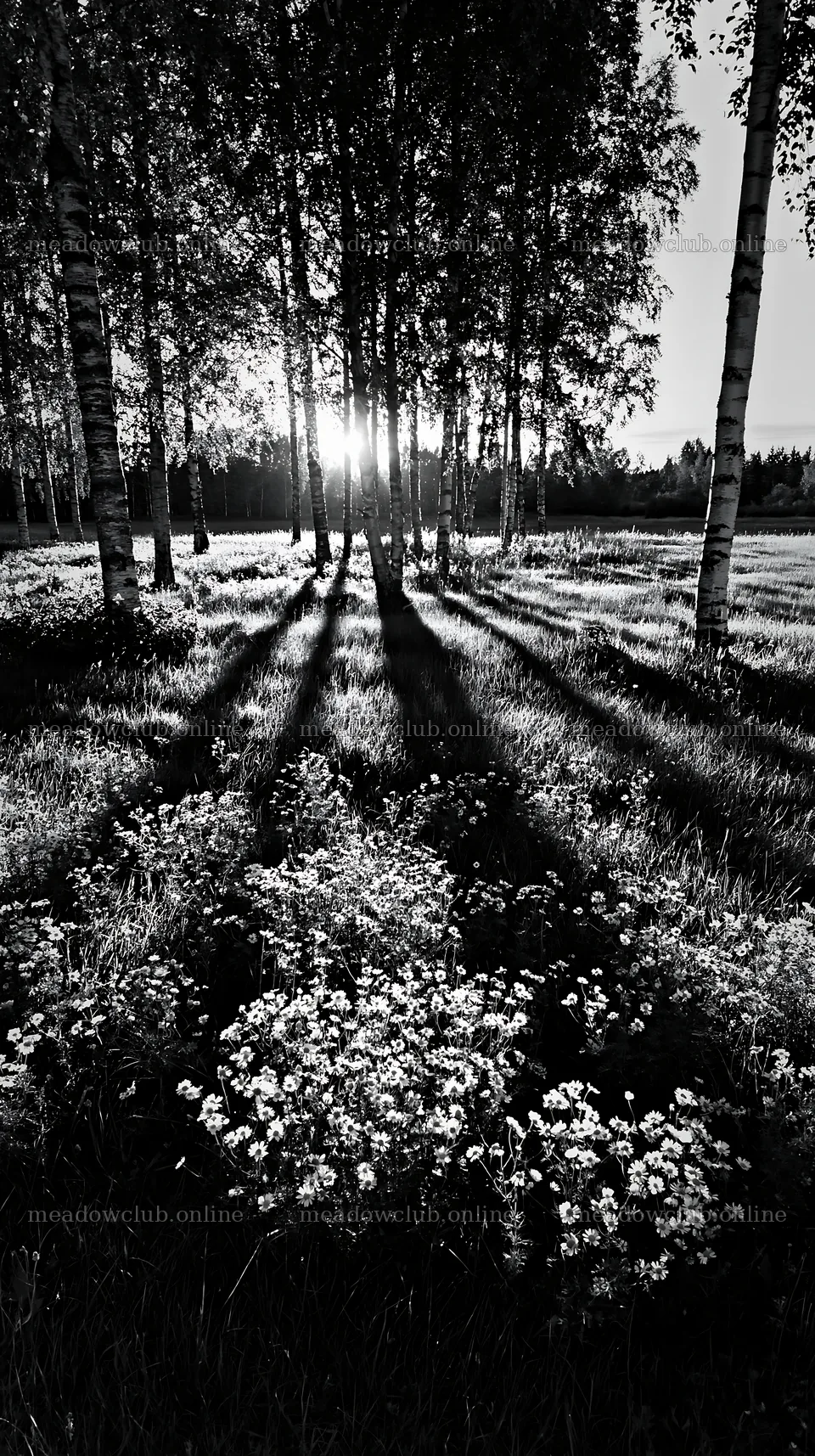 Birch trees casting long shadows in a meadow at sunset – meadow photos 5938x10608
