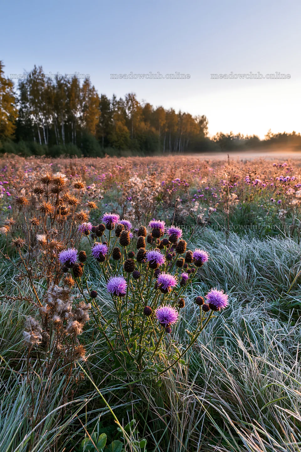 Meadow with knapweed in early morning light – meadow photos 6480x9722
