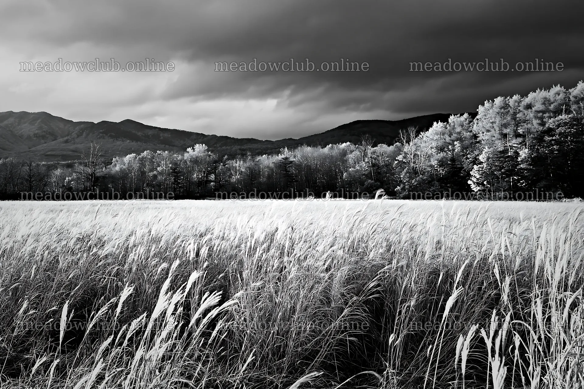 Hokkaido silver grass meadow seedheads against autumn trees – meadow photos 9722x6480