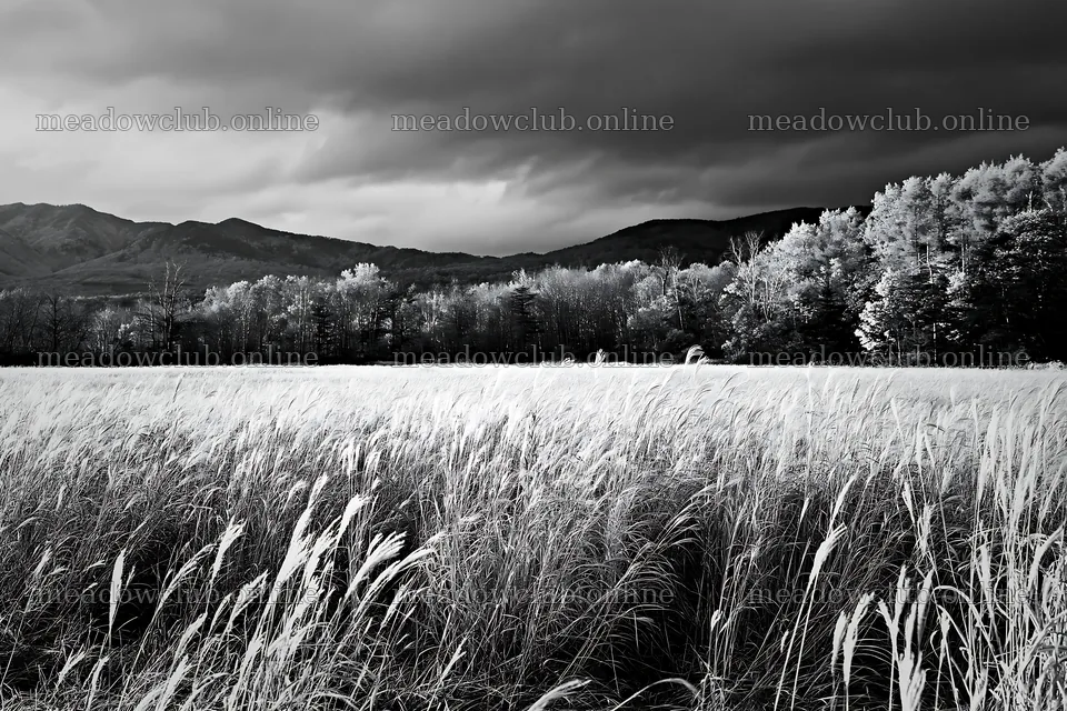Hokkaido silver grass meadow seedheads against autumn trees – meadow photos 9722x6480