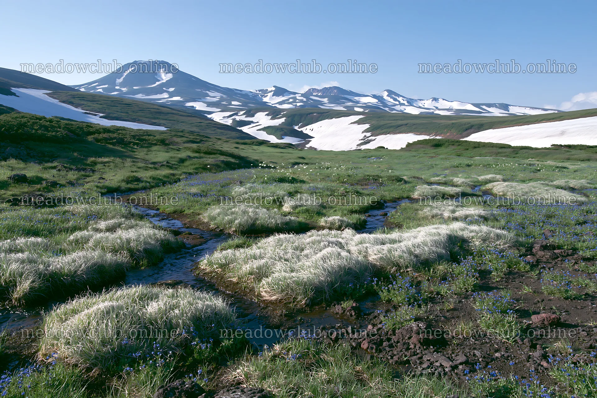 Snowmelt meadow with silver grasses in Akita region – meadow photos 9722x6480