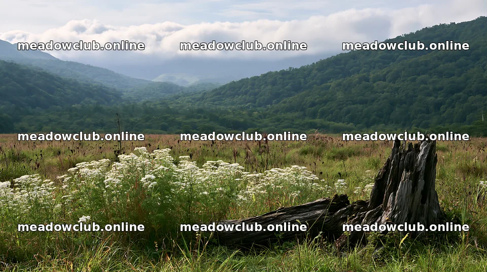 Fukushima native meadow with weathered stump – meadow photos 10608x5938