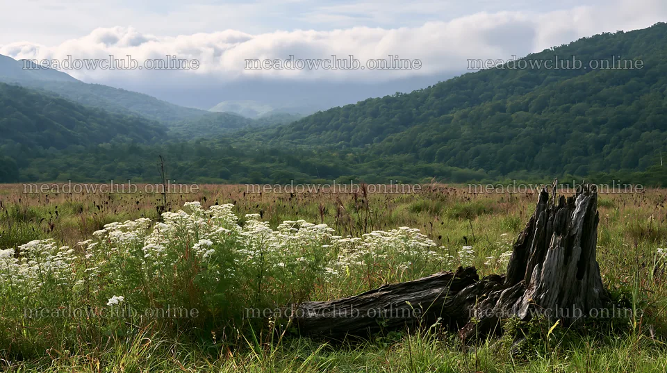 Fukushima native meadow with weathered stump – meadow photos 10608x5938