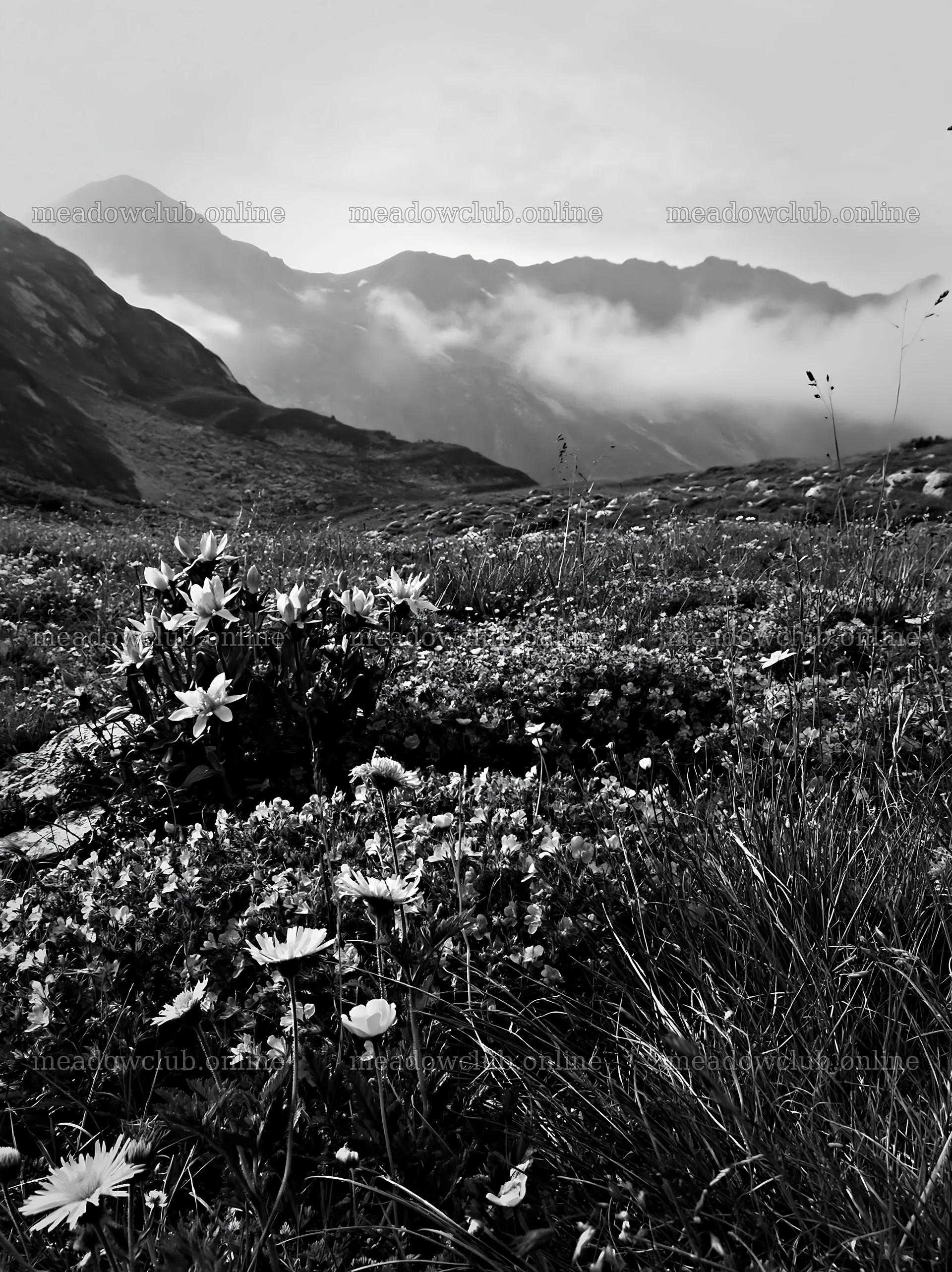Clover speedwell meadow with mountains in the background – meadow photos 6866x9174