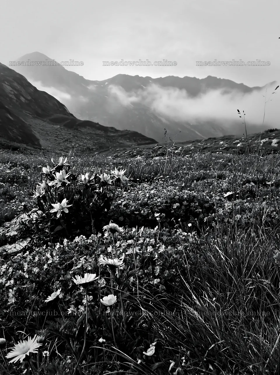 Clover speedwell meadow with mountains in the background – meadow photos 6866x9174