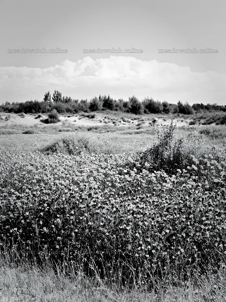 Poppy viper's-bugloss meadow landscape in black and white – meadow photos 6866x9174