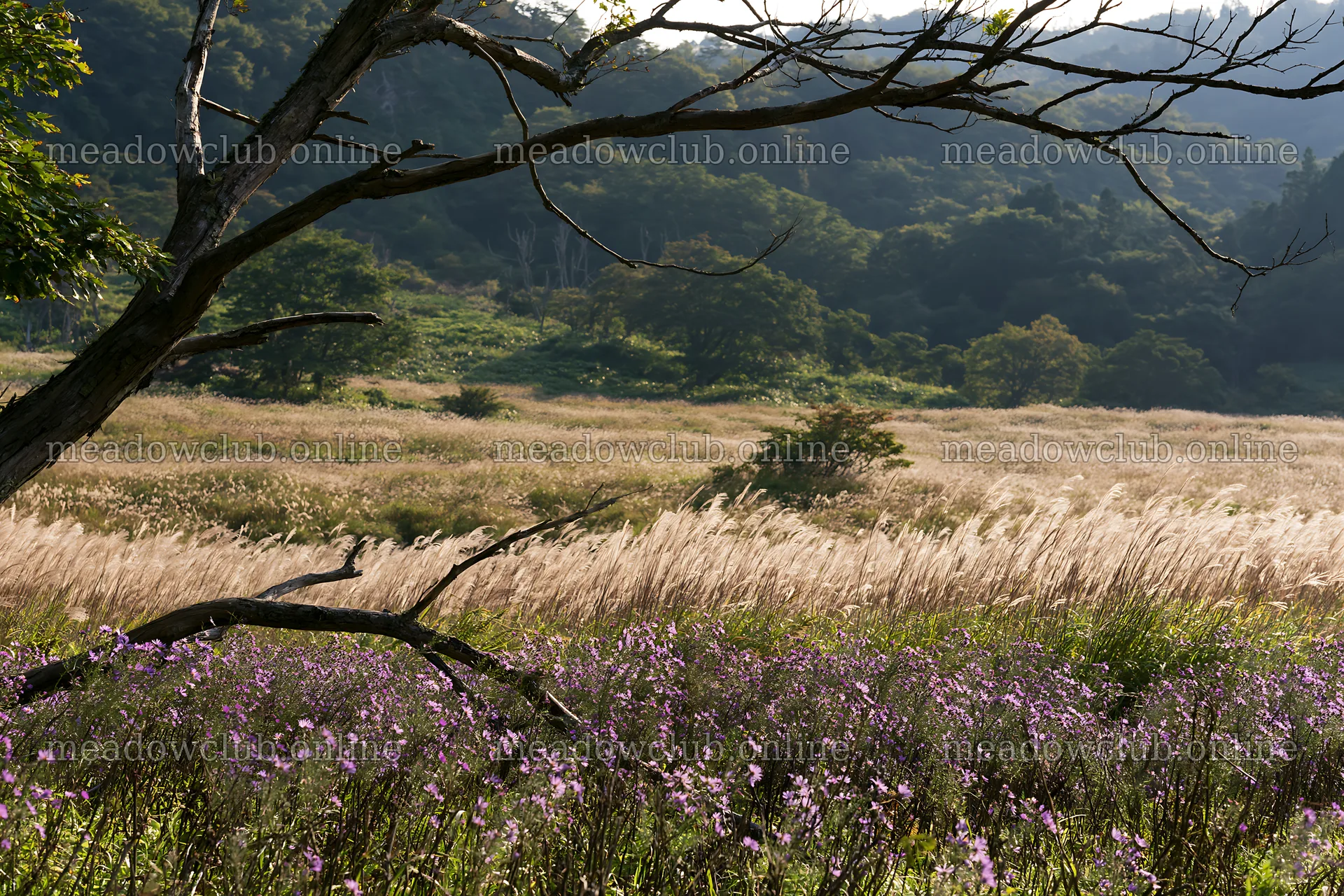 Yamagata rewilded meadow with fallen branch in the foreground – meadow photos 9722x6480