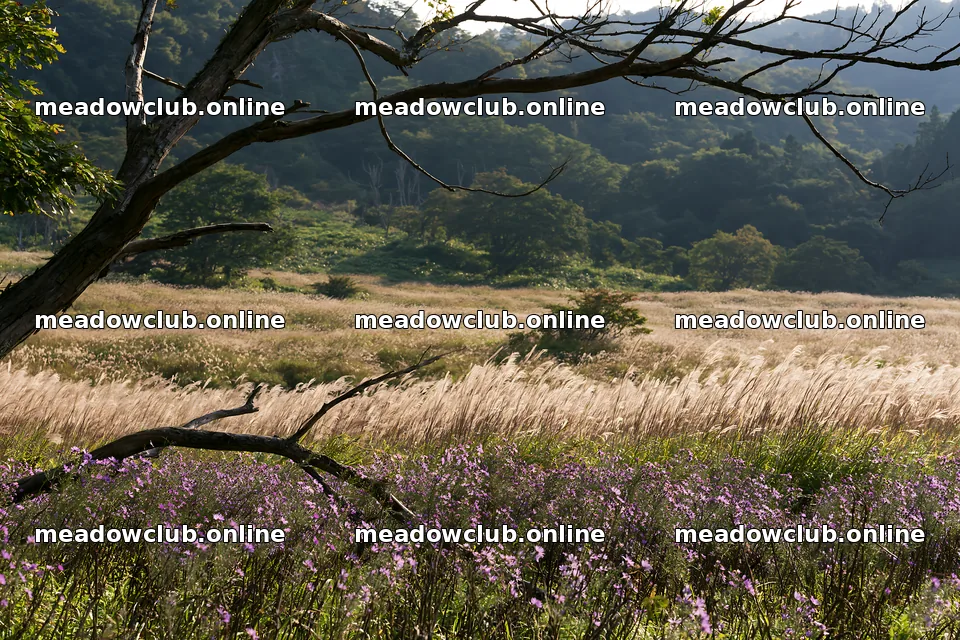 Yamagata rewilded meadow with fallen branch in the foreground – meadow photos 9722x6480