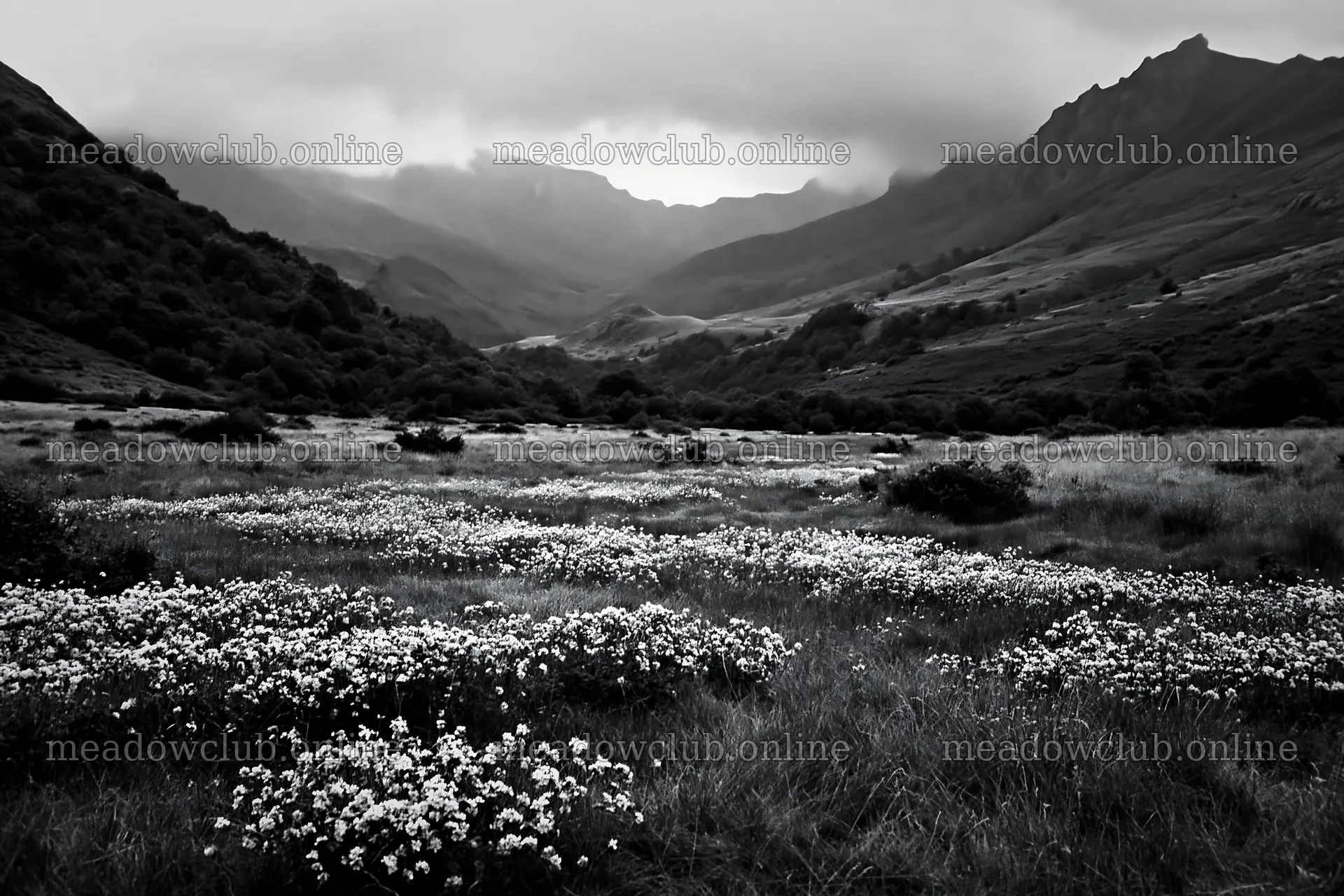 French meadow with flowers below Pyrenees mountain range – meadow photos 9722x6480