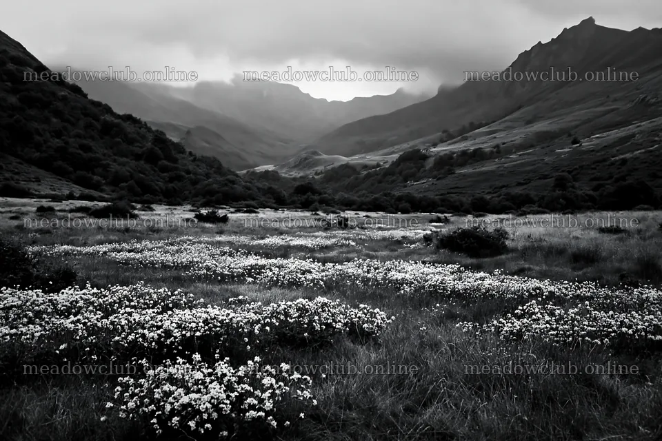 French meadow with flowers below Pyrenees mountain range – meadow photos 9722x6480