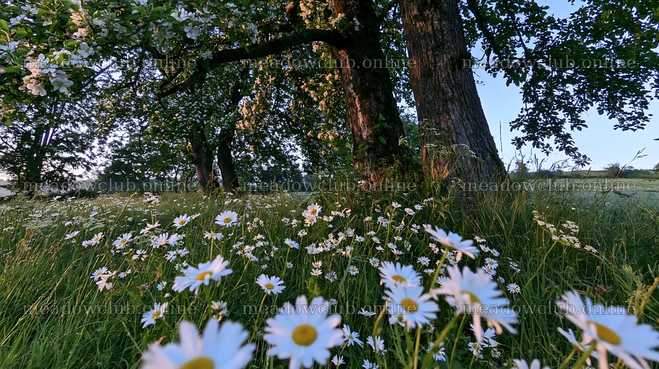 Daisies and apple trees in a meadow during sunrise – meadow photos 10608x5938