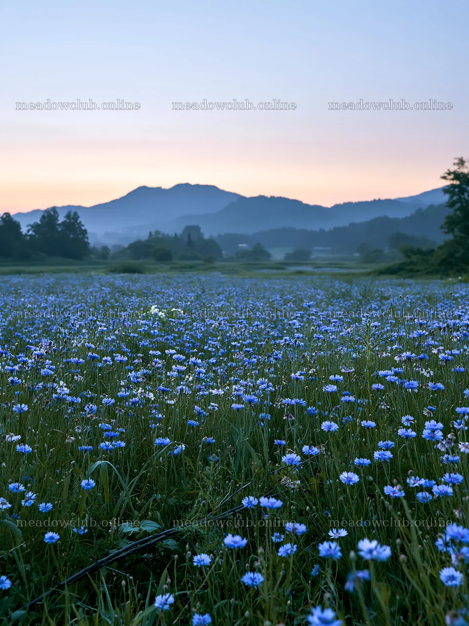Yamagata rewilded meadow with fallen branch and flowers – meadow photos 6866x9174