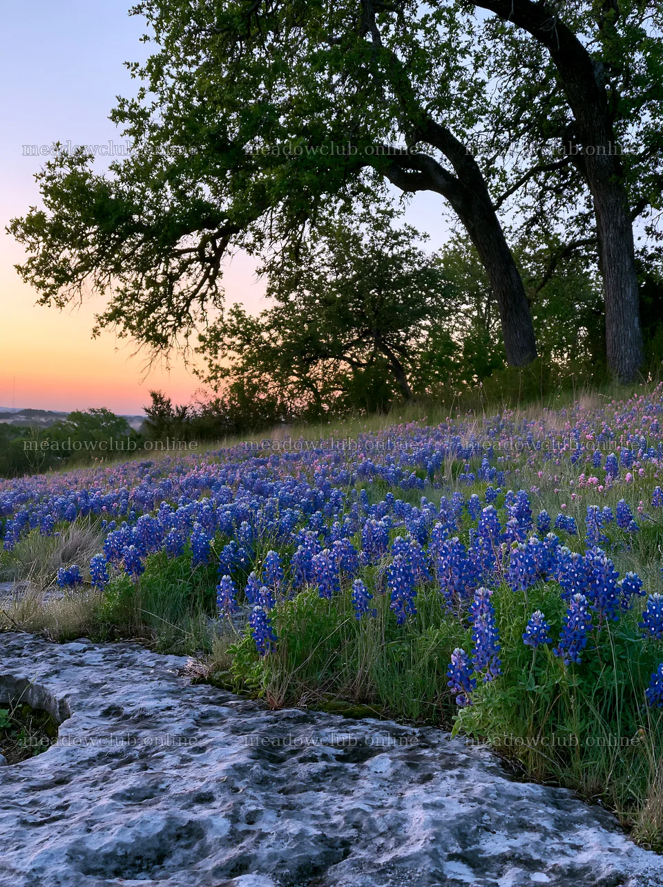 Bluebonnet meadow at sunrise with trees and rock – meadow photos 6866x9174