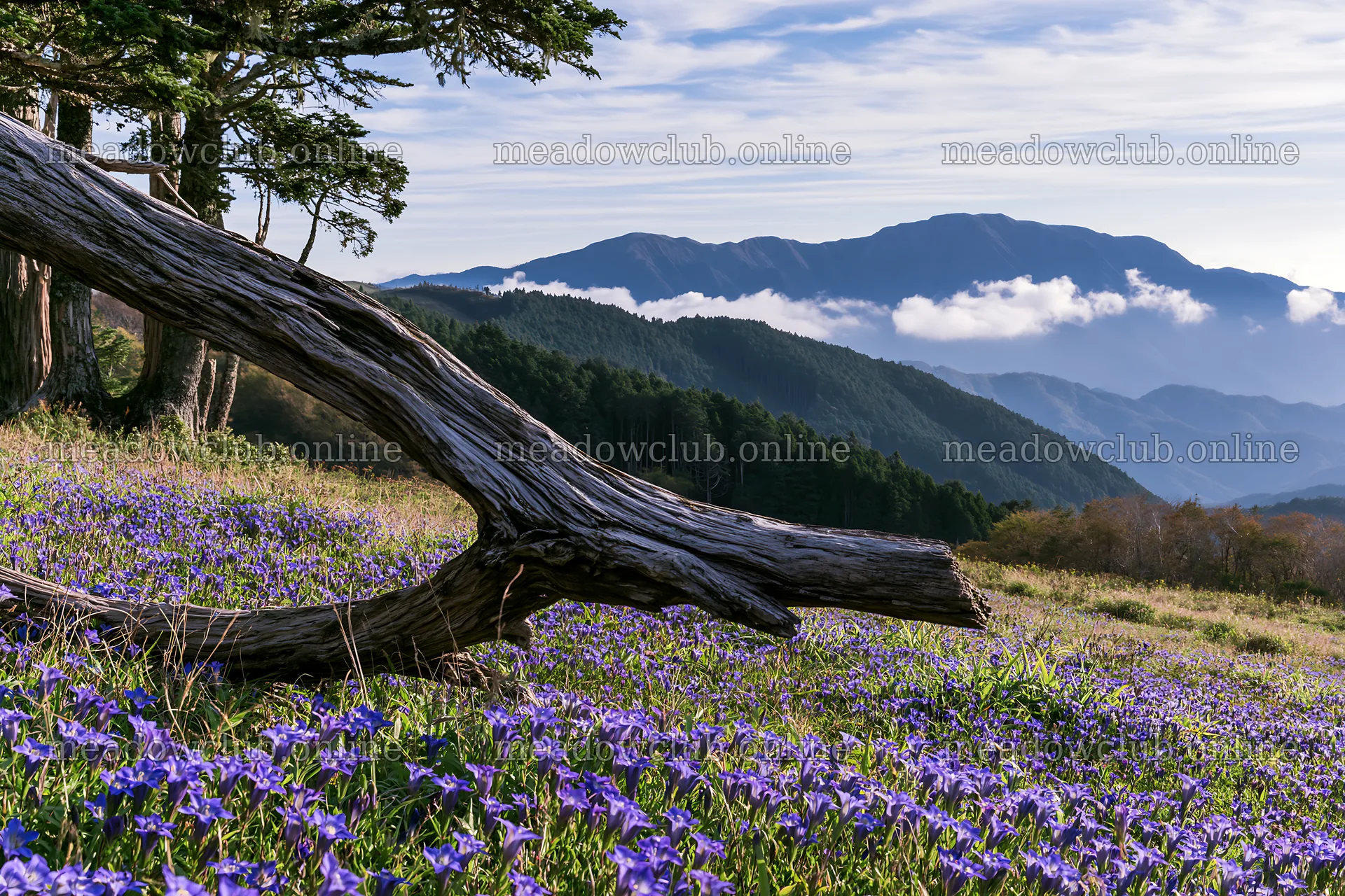 Wakayama autumn meadow with weathered wood and purple flowers – meadow photos 9722x6480
