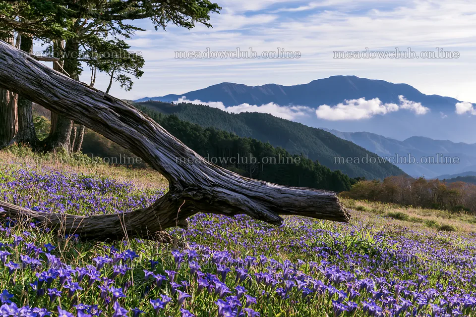Wakayama autumn meadow with weathered wood and purple flowers – meadow photos 9722x6480